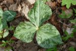 PICTURES/Pigeon Mountain - Wildflowers in The Pocket/t_Trailing Trillium3.JPG